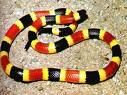 snake1