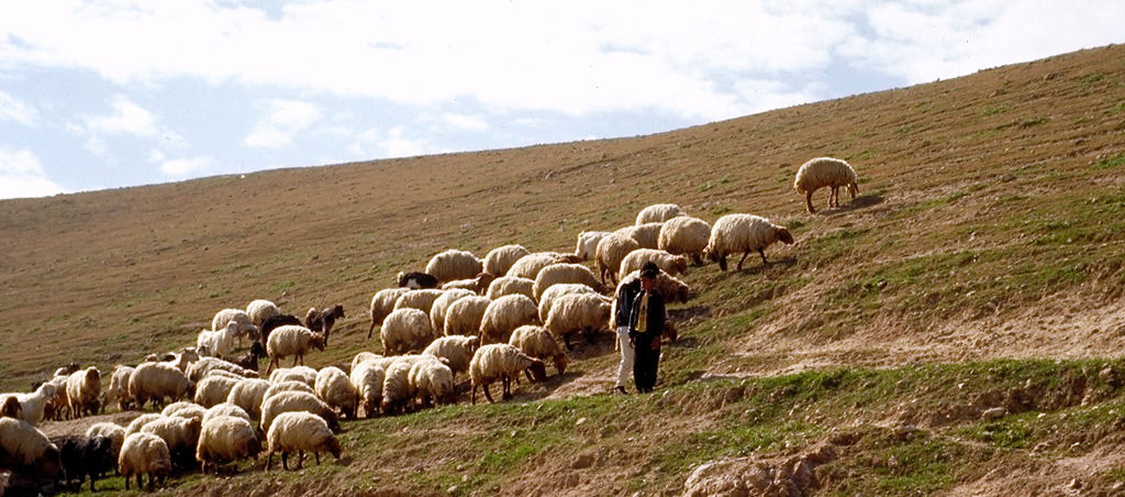 shepherd-in-wilderness1