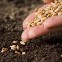 Planting-seeds2