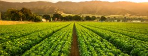 Crops grow on fertile farm land panoramic before harvest
