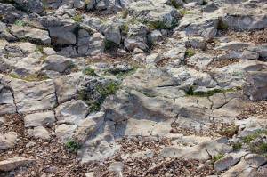 white stones and green grass on the wild stony ground